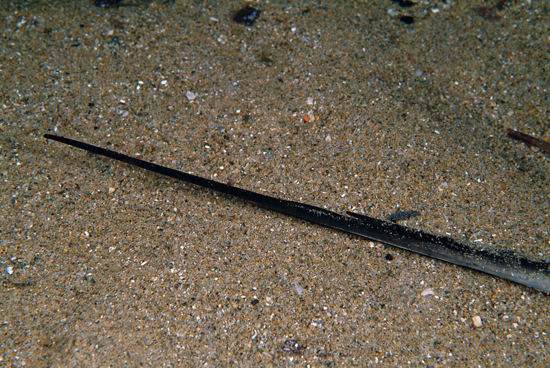 Dasyatis pastinaca (Linnaeus, 1758)